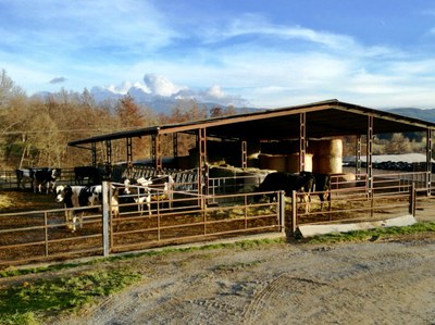 Instal·lacions destinades a la vaca de llet de l'Escola Agrària del Pirineu