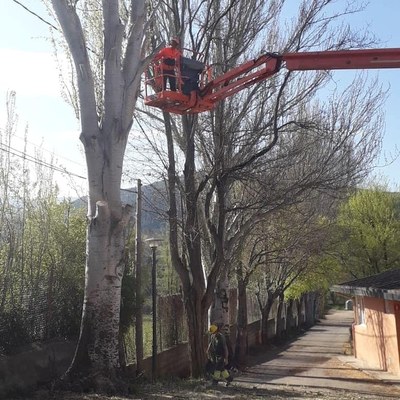 Tala d'un dels pollancres de l'Escola Albert Vives (Foto d'arxiu)