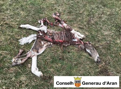 Restes del poltre nounat devorat per l'ós Goiat (Foto: CGA)