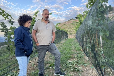 Vinyes d'Estamariu, on es preveu fer una producció de mil ampolles en la primera collita (Foto: ACN/Albert L. Cobo)