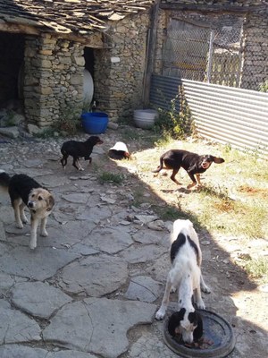 Gossos sense propietari a Tremp (Foto: ACN)