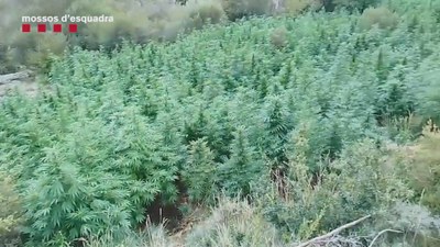 Plantació de marihuana al Pallars Jussà (Foto: Mossos d'Esquadra)