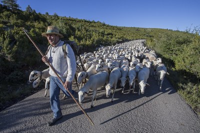Transhumància (Foto: Gencat)