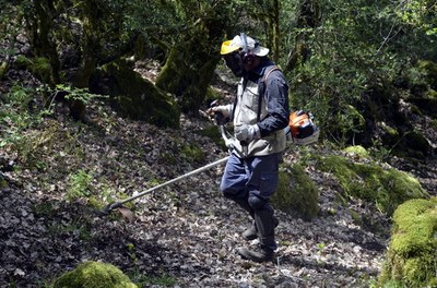 Neteja de bosc a Sarroca de Bellera (ACN/Marta Lluvich)