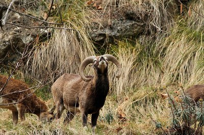 Un exemplar de mufló (Foto: Banders d'Andorra)