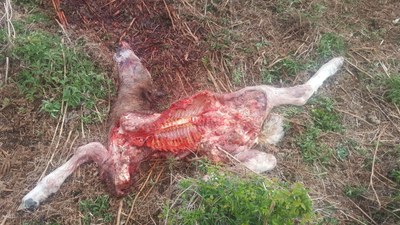 Estat del poltre mort per l'atac de l'ós Goiat (Foto: Conselh Generau d'Aran)