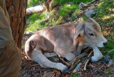 Un vedell d'una explotació d'Alins, amb la ferida que li havia causat l'os bru i per la qual ha hagut de ser sacrificat (Foto: ACN)