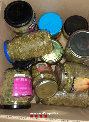 Cabdells de marihuana trobats en una casa de Taús (Foto: Mossos d'Esquadra)