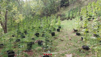 Plantes de marihuana intervingudes en una plantació a gran escala a les Valls d'Aguilar (Foto: Mossos d'Esquadra)