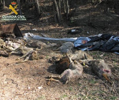 Ovelles mortes localitzades pel Seprona