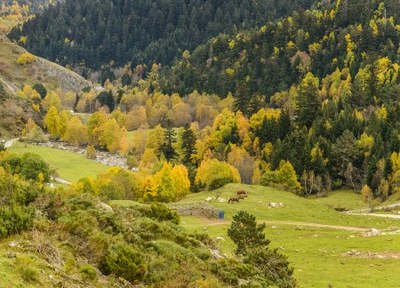 Perosa, a la vall de Bonabé (Foto: PNAP)