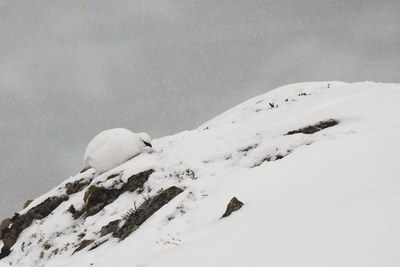 Imatge d'un mascle de perdiu blanca (Foto: ACN)