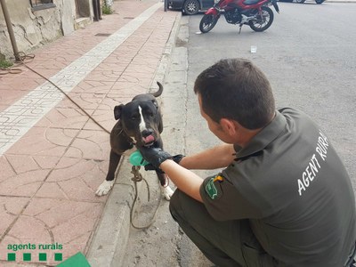 Inspecció d'un gos potencialment perillós a la Pobla de Segur (Agents Rurals)