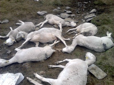 Ovelles mortes per l'atac d'un ós prop d'Estanilles