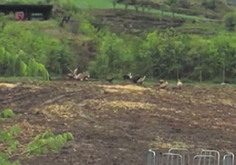 Fragment del vídeo en què uns voltors ataquen bestiar viu a la Bastida de Sort (Imatge: Genís Farré)