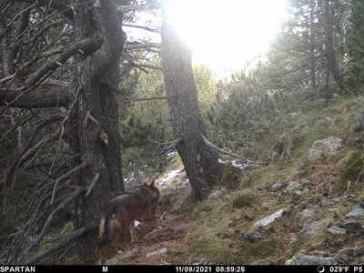 Imatge de la càmera que ha captat el llop a Alins (Foto: Medi Ambient)