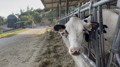 L'explotació ramadera de Cal Matalanó, situada a Estamariu, amb la planta de biogàs al fons (Foto: Fundació Planes Corts)