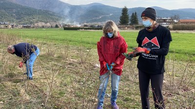 Una de les impulsores de l'empresa Gratacool, Emma Roca, mostrant les tasques de poda del roser silvestre, que ara assumeixen des de la Cooperativa Incorpora'm de la Fundació Adis (Foto: ACN)
