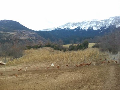 Granja de pollastres d'Ecogall
