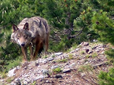 Llop al Puigmal (Foto: Agents Rurals)