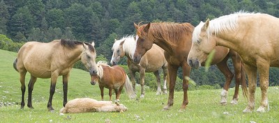 Cavalls de la Fundació Miranda (Foto: Fundació Miranda)