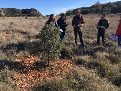 Visita a una plantació d'alzines del Prepirineu per analitzar-hi la viabilitat de la tòfona (CTFC)