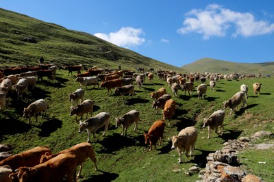 Retorn de les vaques de diverses explotacions del Pirineu després de passar l'estiu a Llessui (Foto: ACN)