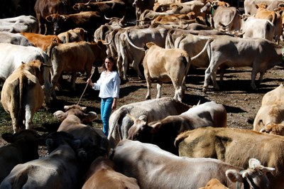 Una ramadera tria i supervisa les seves vaques a Llessui (Foto: ACN)