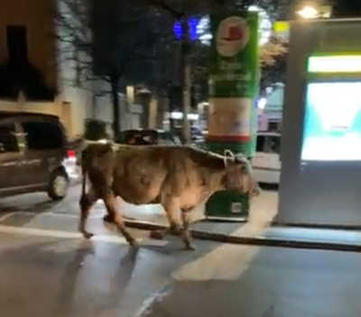 Una vaca passant pel passeig de Joan Brudieu, en ple centre neuràlgic de la Seu d'Urgell (Imatge: RàdioSeu)