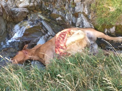 Restes de la cinquena euga morta en 15 dies per l'ós Cachou (Foto: CGA)
