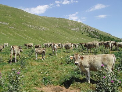 Ramat a la muntanya (Foto: Unió de Pagesos)