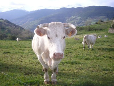 Ramaderia ecològica (Foto: UP)