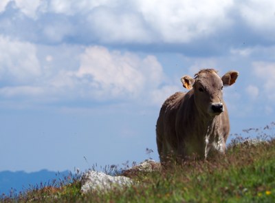 Vaca Bruna dels Pirineus