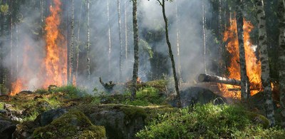 Incendi forestal (Foto: Rural.cat)
