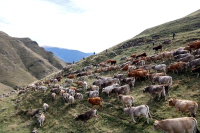 Trasllat de les vaques des de la muntanya de Llessui per triar-les i tornar-les a les seves granges (Foto: ACN)