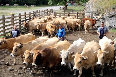 Vaques brunes a Llessui, aquest setembre (Foto: ACN)