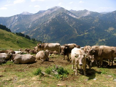 Vaques brunes al PN Alt Pirineu