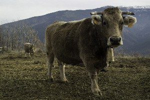 Vaca bruna