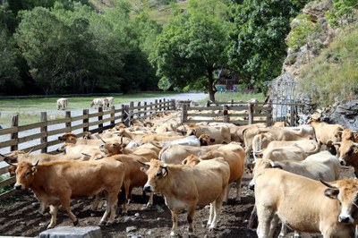 Vaques brunes a Llessui (ACN / arxiu)